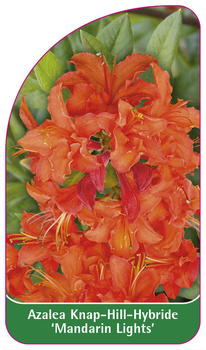 Azalea Knap-Hill-Hybride 'Mandarin Lights'