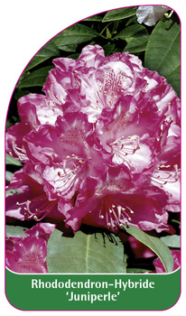 Rhododendron-Hybride 'Juniperle'