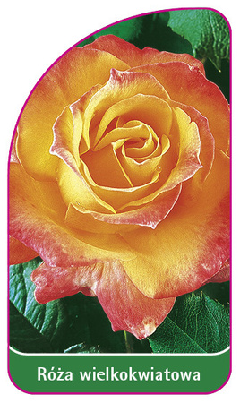 Róza wielkokwiatowa Nr. 217