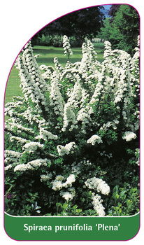 Spiraea prunifolia 'Plena'