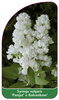 Syringa vulgaris 'Pamjat' o Kolesnikove'