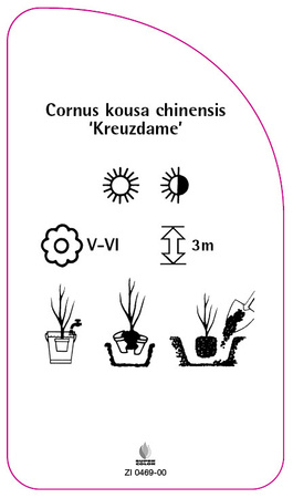 Cornus kousa chinensis 'Kreuzdame'