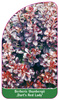 Berberis thunbergii ,Dart's Red Lady'