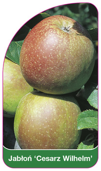 Jabłoń 'Cesarz Wilhelm'