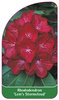 Rhododendron 'Lem's Stormcloud'