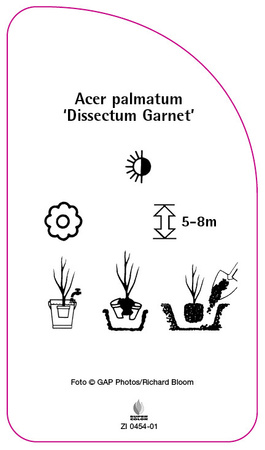 Acer palmatum 'Dissectum Garnet'