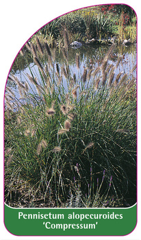 Pennisetum alopecuroides 'Compressum'
