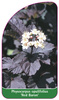 Physocarpus opulifolius 'Red Baron'