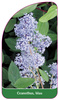 Ceanothus, blau