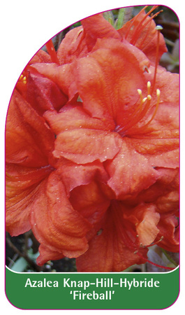Azalea Knap-Hill-Hybride 'Fireball'