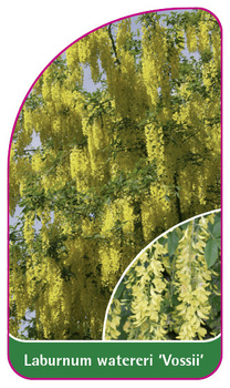 Laburnum watereri 'Vossii'