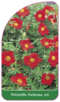 Potentilla fruticosa, rot