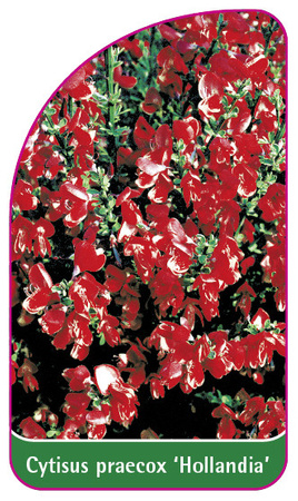 Cytisus praecox 'Holladia'