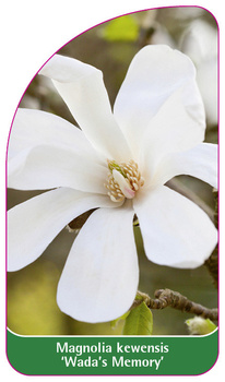 Magnolia kewensis 'Wada's Memory'