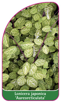 Lonicera japonica 'Aureoreticulata'