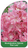 Rhododendron-Hybride 'Pink Lady'