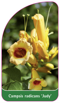 Campsis radicans 'Judy'