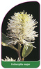 Fothergilla major