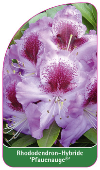 Rhododendron-Hybride 'Pfauenauge'
