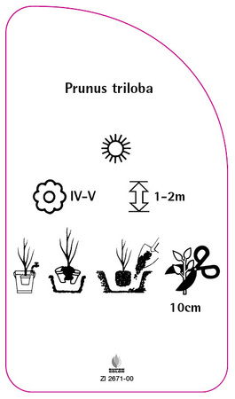 Prunus triloba