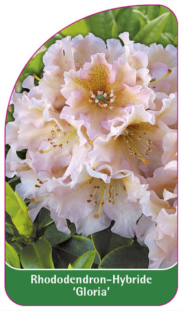 Rhododendron-Hybride 'Gloria'