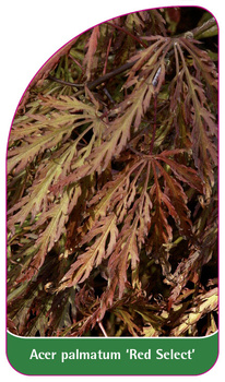 Acer palmatum 'Red Select'