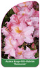 Azalea Knap-Hill-Hybride 'Raimunde'