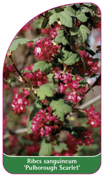 Ribes sanguineum 'Pulborough Scarlet'