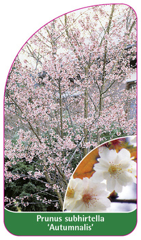 Prunus subhirtella 'Autumnalis'