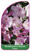 Rhododendron-Hybride 'Snipe'