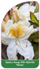 Azalea Knap-Hill-Hybride 'Möwe'