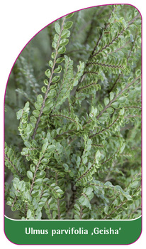 Ulmus parvifolia 'Geisha'