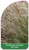 Pennisetum orientale 'Tall Tails'