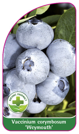 Vaccinium corymbosum 'Weymouth'