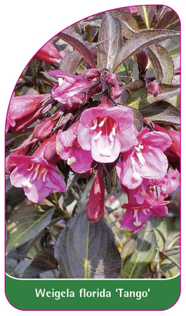 Weigela florida 'Tango'