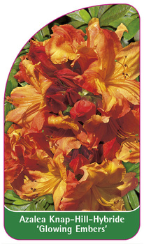 Azalea Knap-Hill-Hybride 'Glowing Embers'