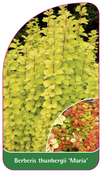 Berberis thunbergii 'Evita'