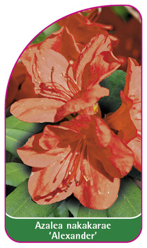 Azalea nakakarae 'Alexander'