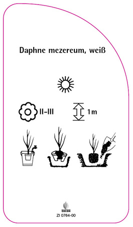Daphne mezereum, weiß