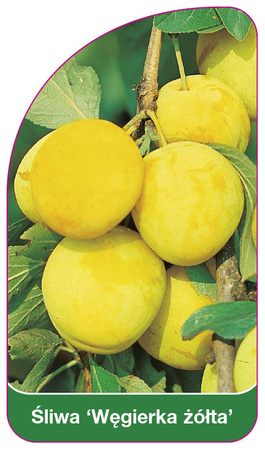Prun 'Welsh Yellow'