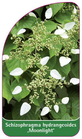 Schizophragma hydrangeoides 'Moonlight'