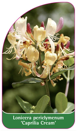 Lonicera periclymenum 'Caprilia Cream'