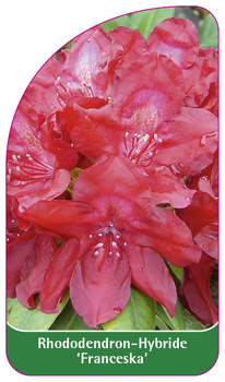 Rhododendron-Hybride 'Franceska'