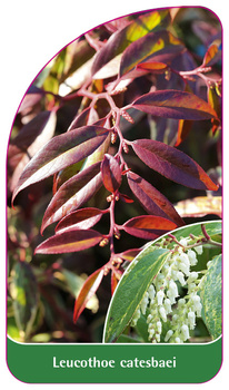 Leucothoe catesbaei