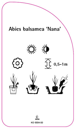 Abies balsamea 'Nana'