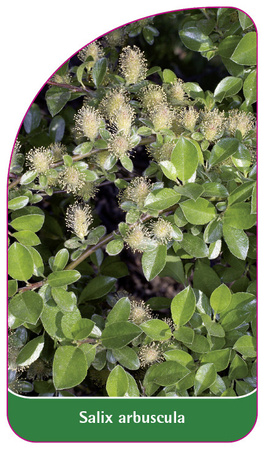 Salix arbuscula
