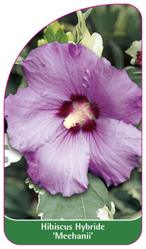 Hibiscus Hybride 'Meehanii'