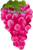 Andrius viță de vie