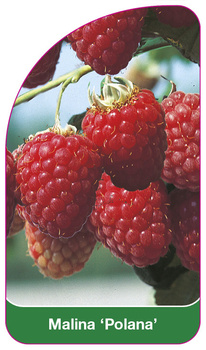 Malina 'Polana'