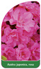 Azalea japonica, rosa